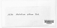 Helotium album image